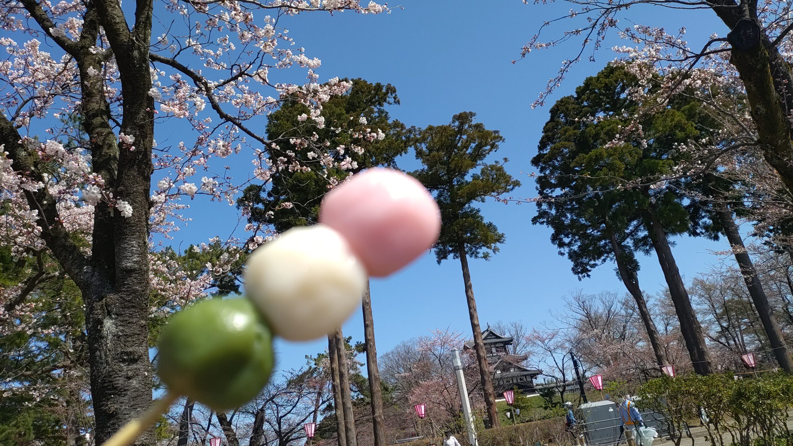 高田城址公園 お花見団子