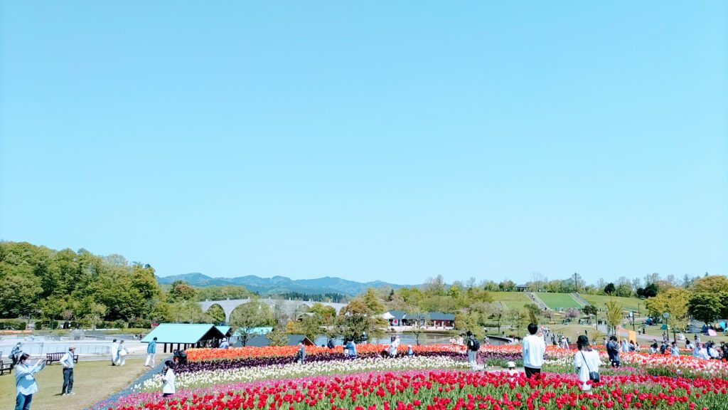 長岡市丘陵公園 チューリップ畑