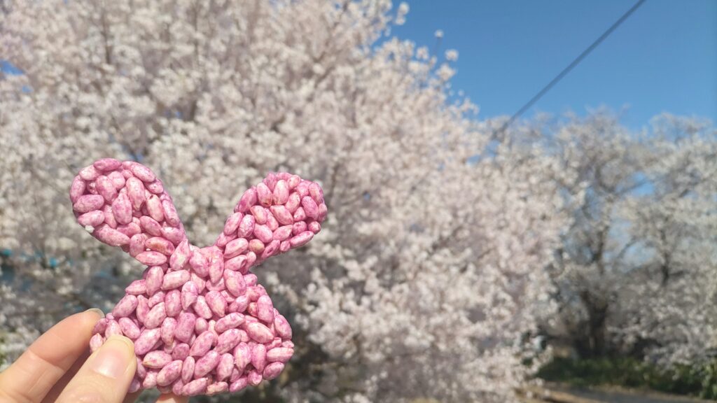 彌彦駅の桜 ウサギのポン菓子