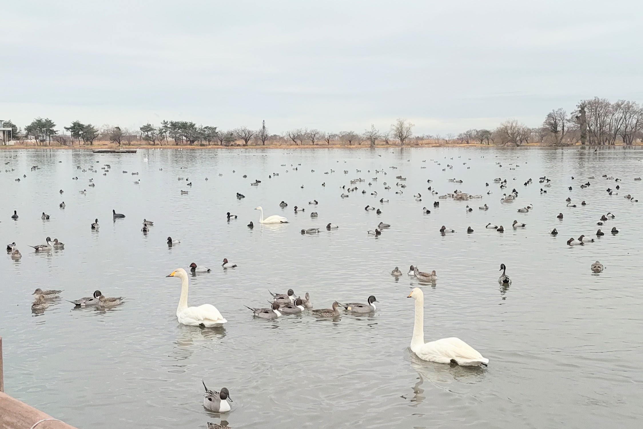 新潟・瓢湖の白鳥