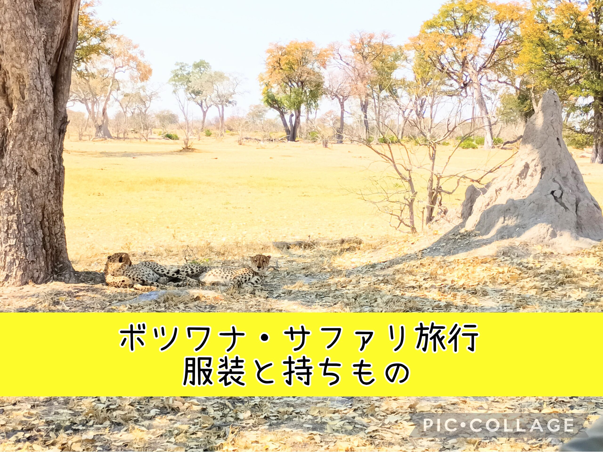 ボツワナ・サファリ旅行　服装と持ちものリストのアイキャッチ画像