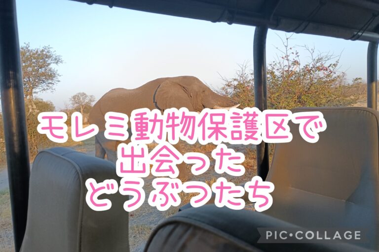 モレミ保護区の動物たち