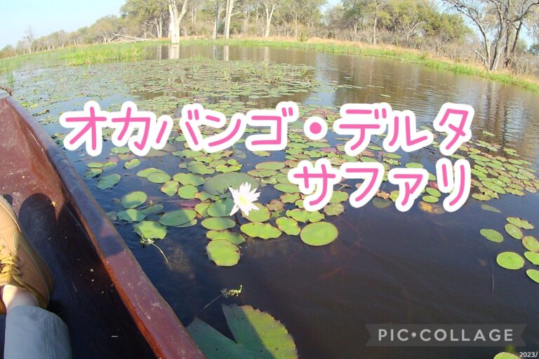 モコロボートでカバと出会う