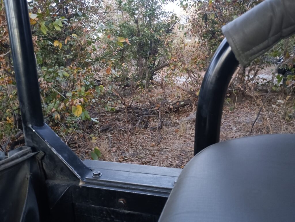茂みに隠れて食事中のヒョウ