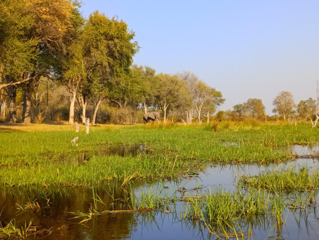 画像7.オカバンゴデルタの様子2