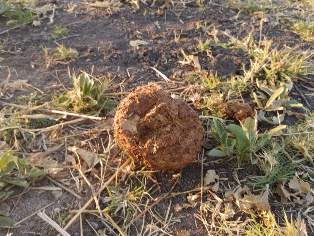 ゾウのうんち