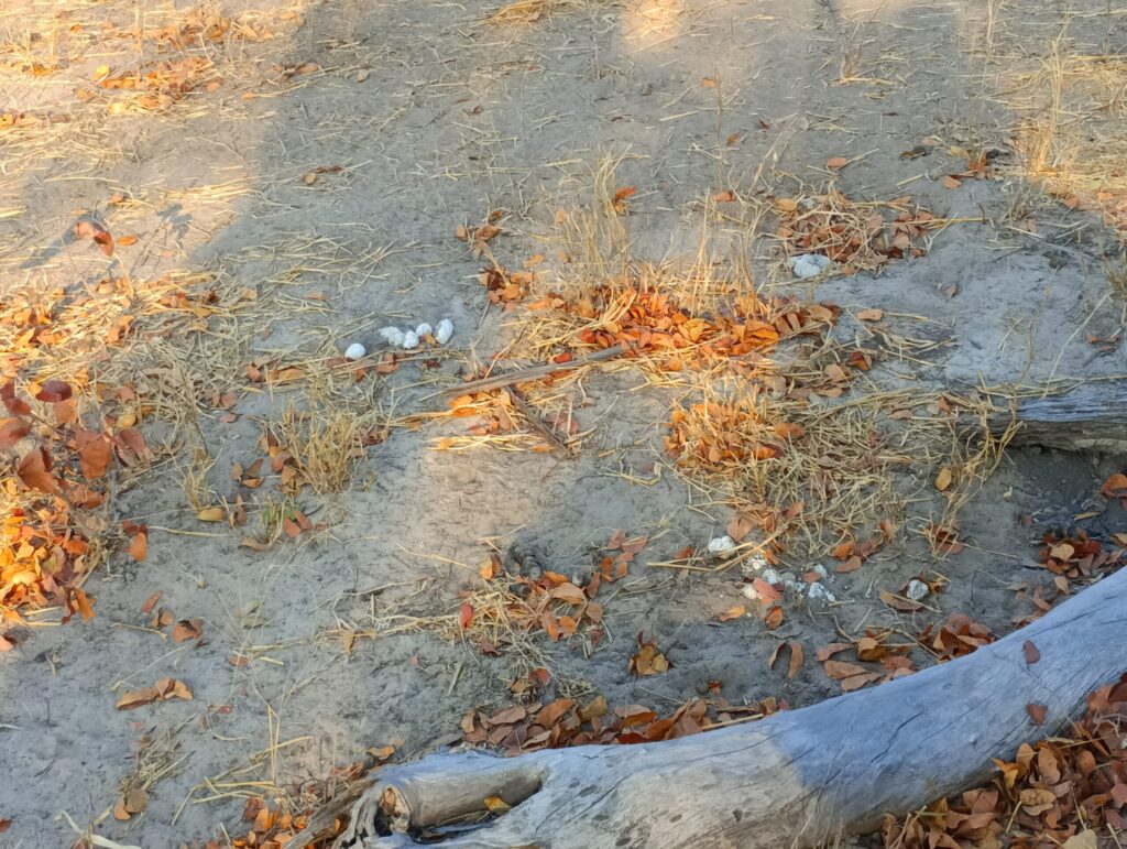 ハイエナのウンチ1
