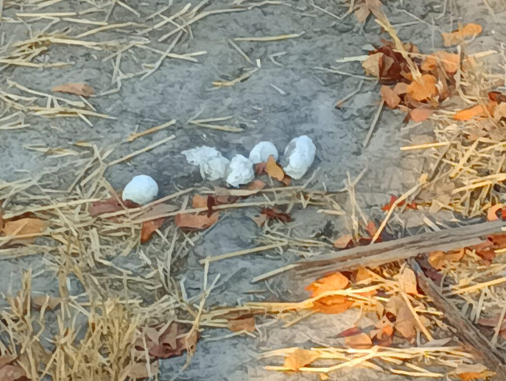 ハイエナのウンチ2
