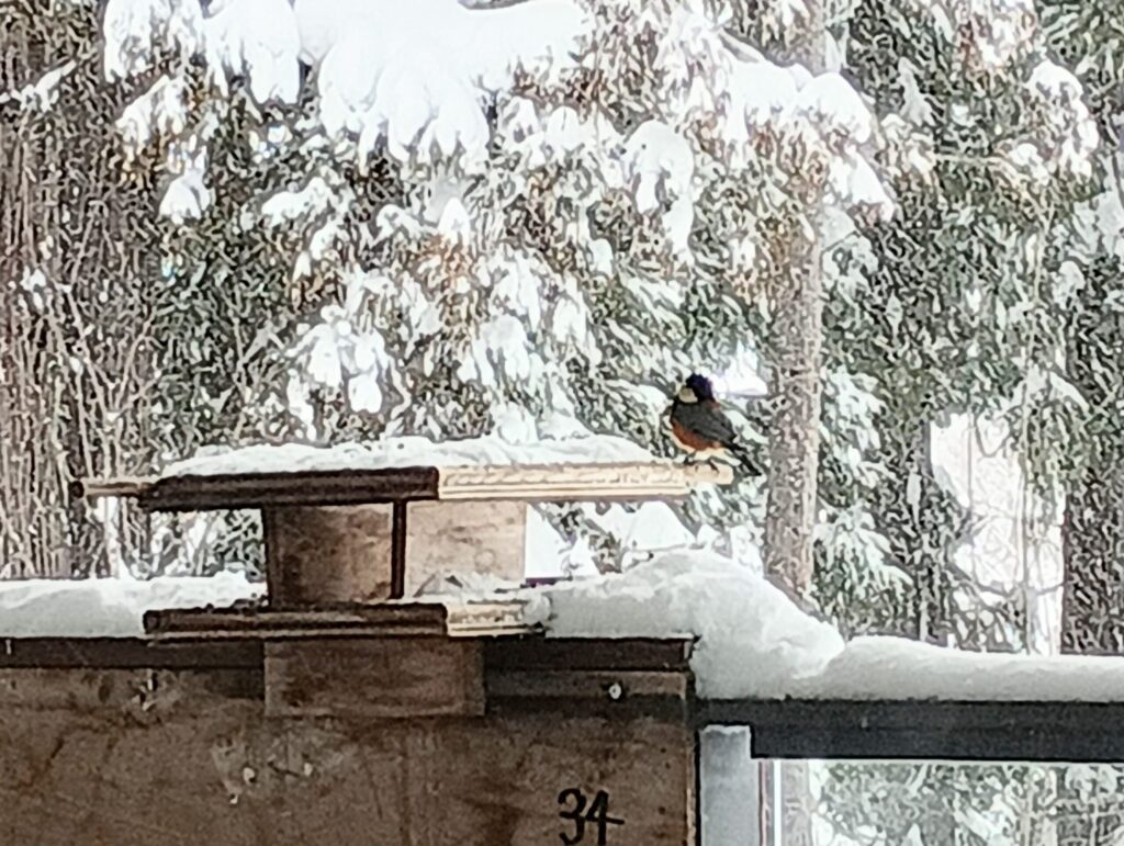 ポポラ前のバードフィーダー