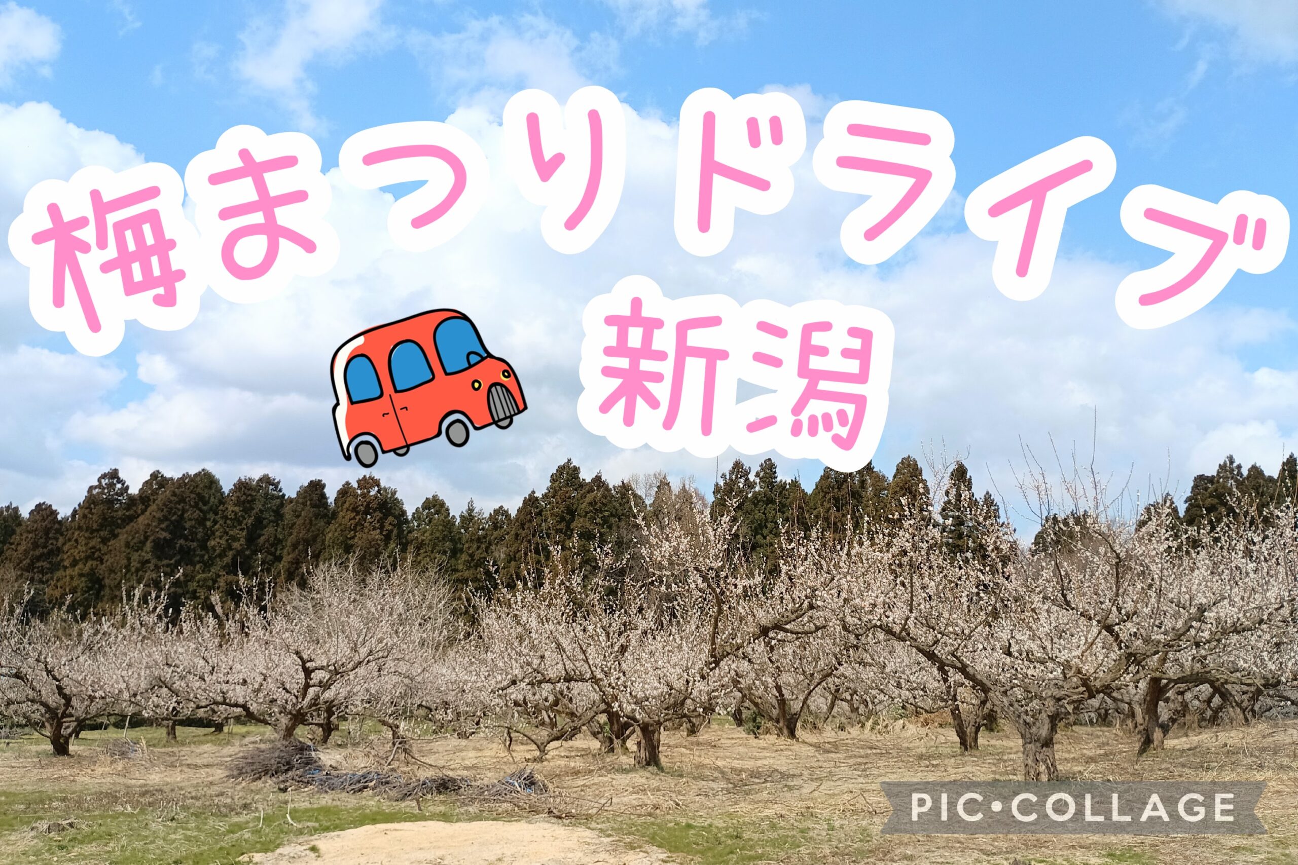 新潟 梅まつりドライブ アイキャッチ画像