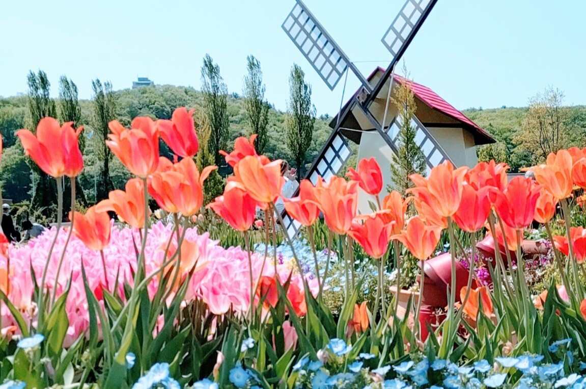 丘陵公園 チューリップまつり