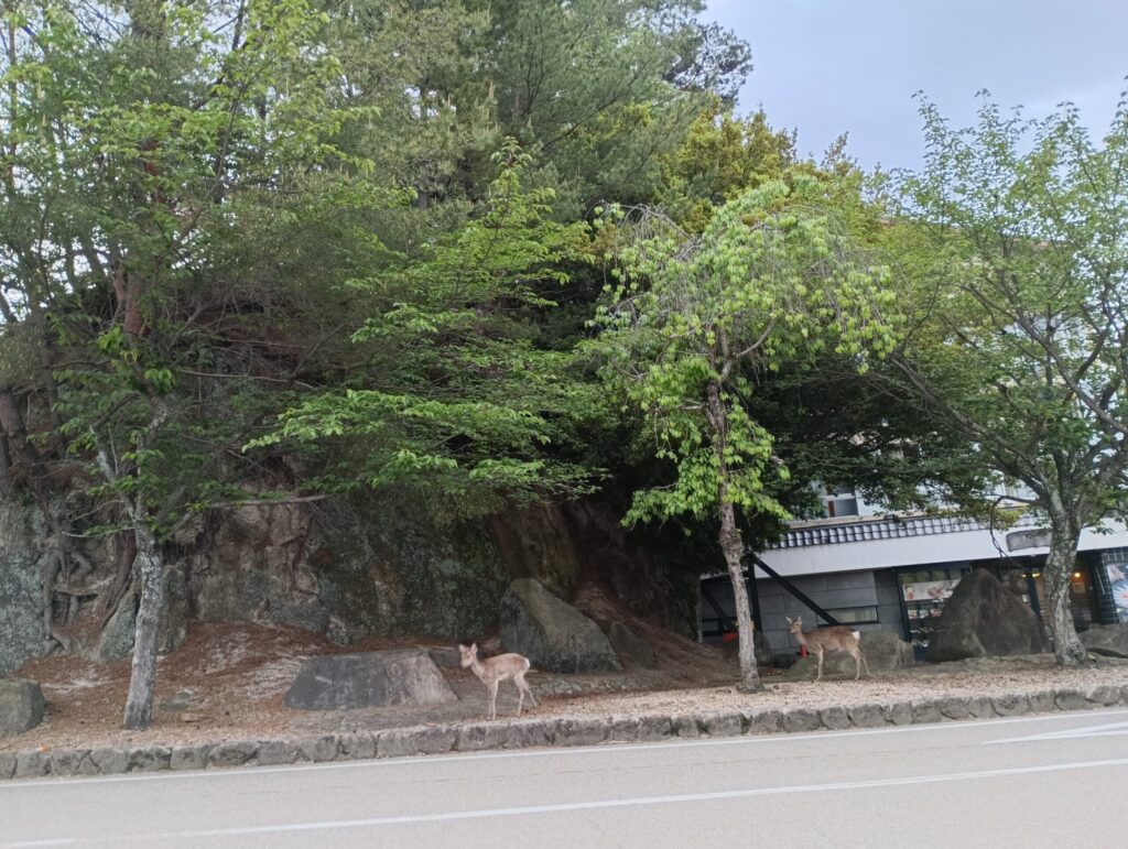 宮島に生息する鹿たち