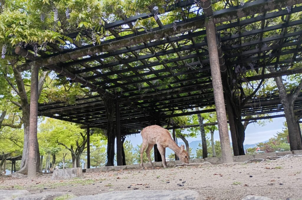 宮島に生息する鹿たち