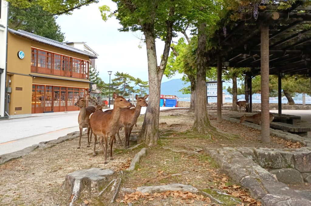 宮島に生息する鹿たち