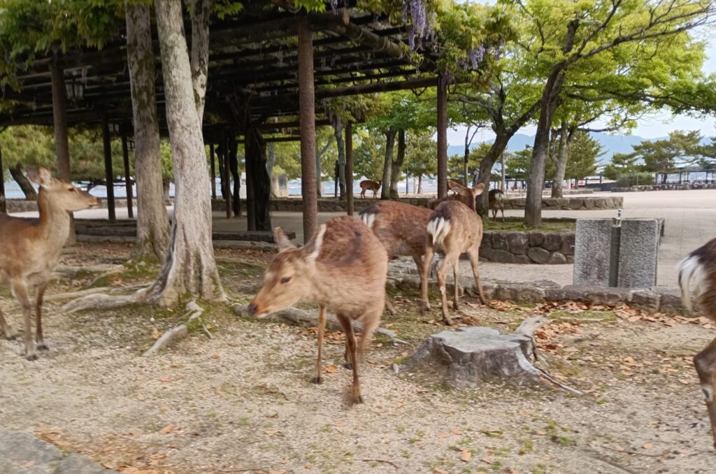 宮島に生息する鹿たち