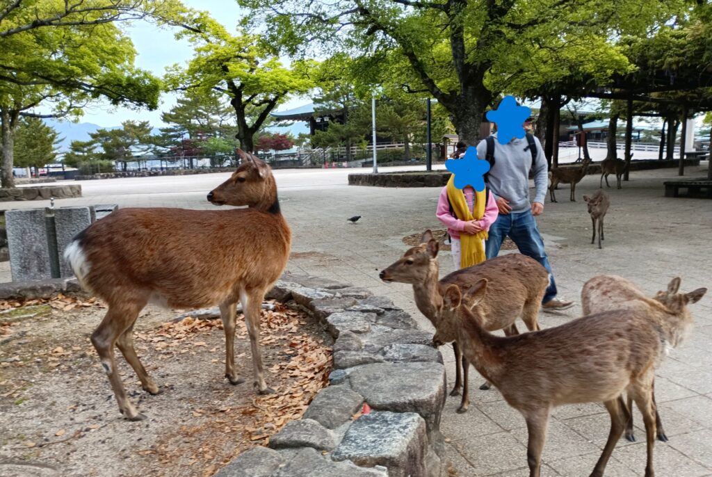 宮島に生息する鹿たち