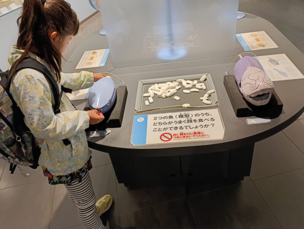 長崎ベネックス恐竜博物館　魚によって獲物を口に入れる方法が違うんだよ　の体験模型