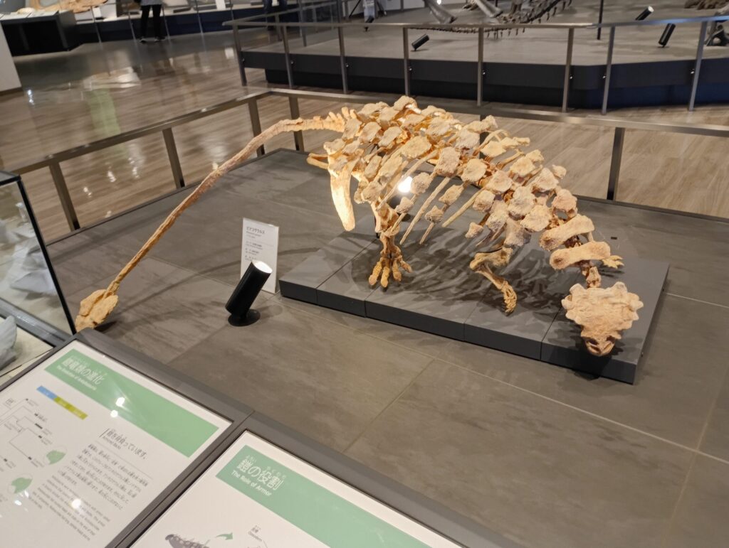 長崎ベネックス恐竜博物館　骨格標本