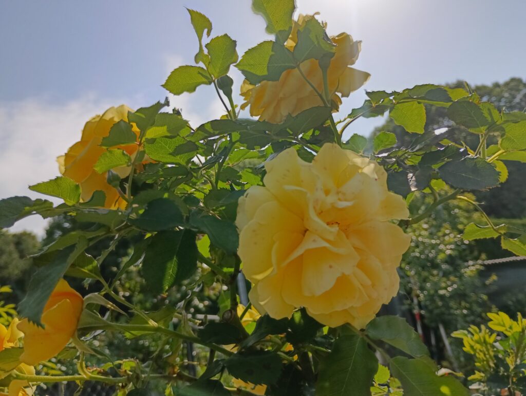 山陽道・上り 福山SA　薔薇園