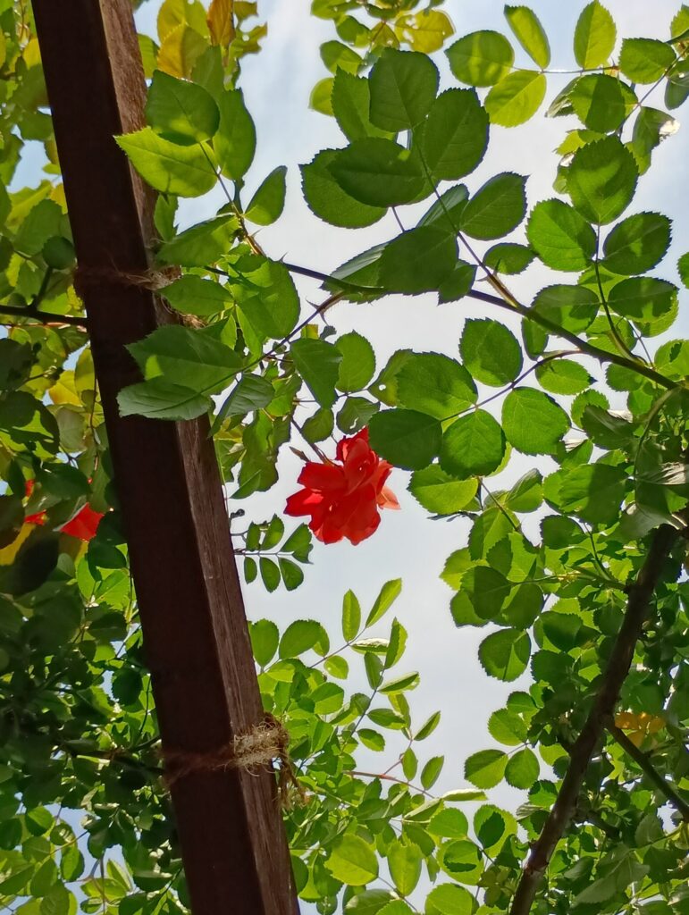 山陽道・上り 福山SA　薔薇園