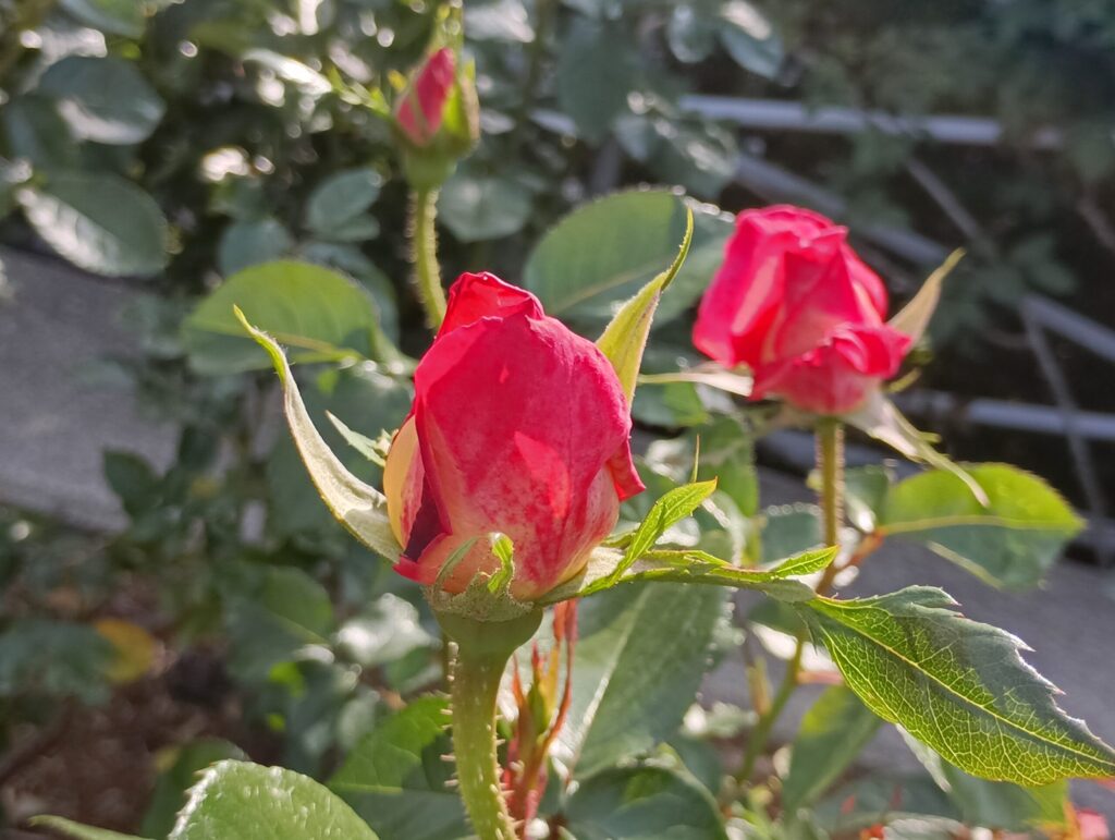 山陽道・上り 福山SA　薔薇園