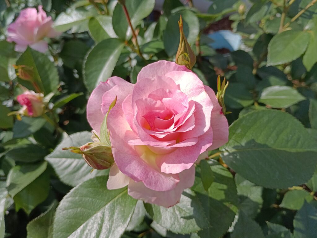 山陽道・上り 福山SA　薔薇園