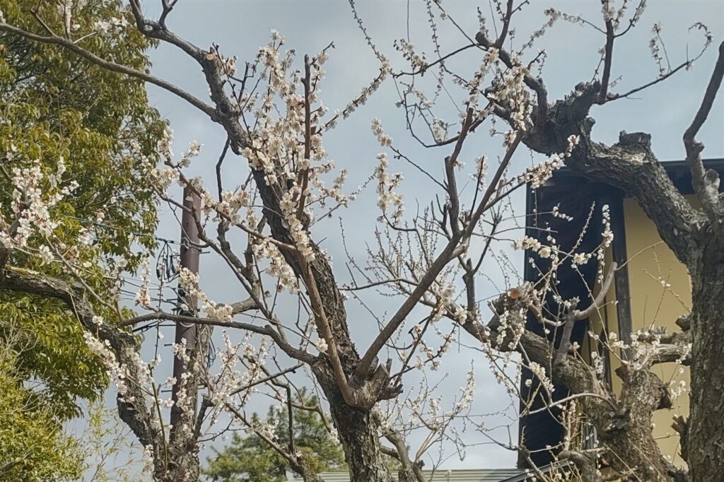 3月の終わりに咲いていた御薬園の梅