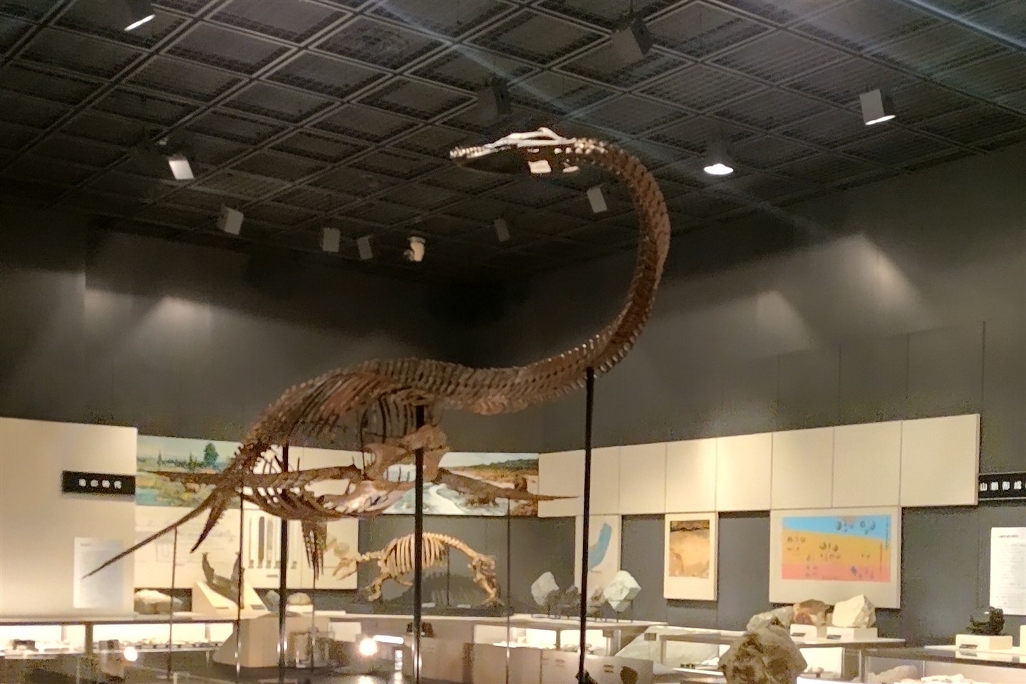 福島県立博物館に展示されたフタバスズキリュウの全身骨格